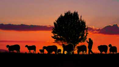 Gölcük Belediyesi - GFSD 4. Uluslararası ''Göç'' Konulu Fotoğraf Yarışması 2 Cankiri site 12 1