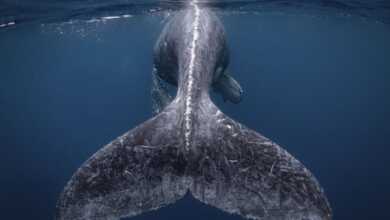 National Geographic Yılın Seyahat Fotoğrafçısı 2018 259 1034142807