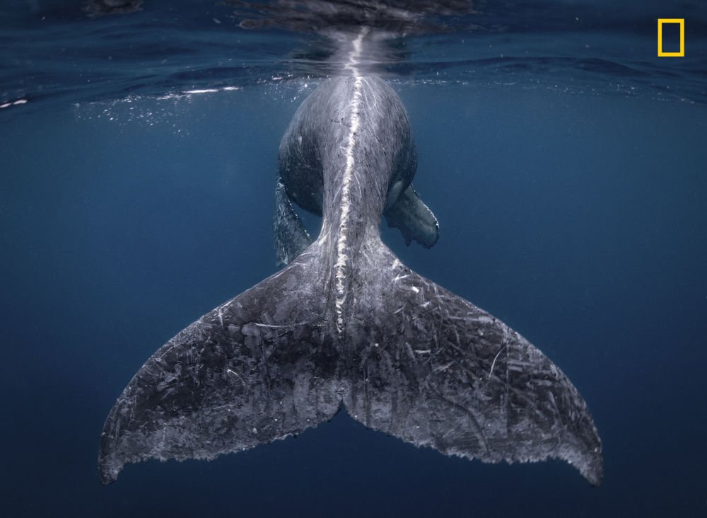 National Geographic Yılın Seyahat Fotoğrafçısı 2018 1 1034142807