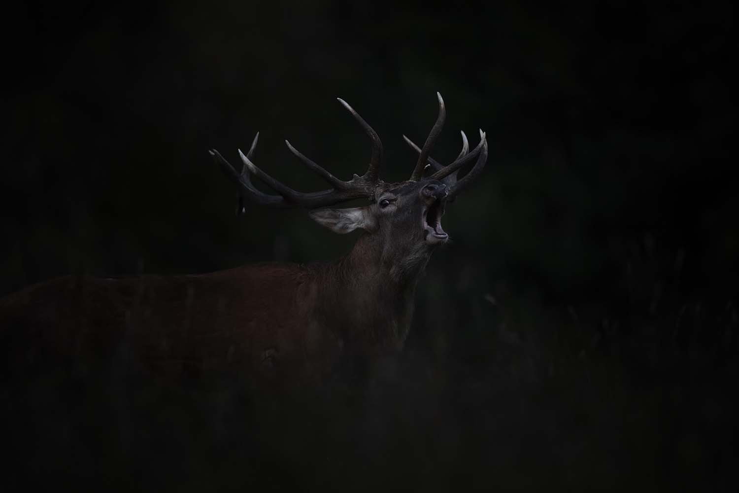 1169031 © Marco Best Italy Entry Open Natural World Wildlife 2019 Sony World Photography Awards