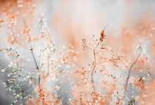 RHS Fotograf Yarışması 2019 9 1st Welcoming Garden Wildlife ONE Kristina Zvinakeviciute