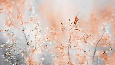 1st Welcoming Garden Wildlife ONE Kristina Zvinakeviciute