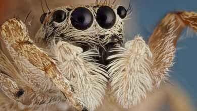 Focus Stacking Nedir? 3 Focus Stacking