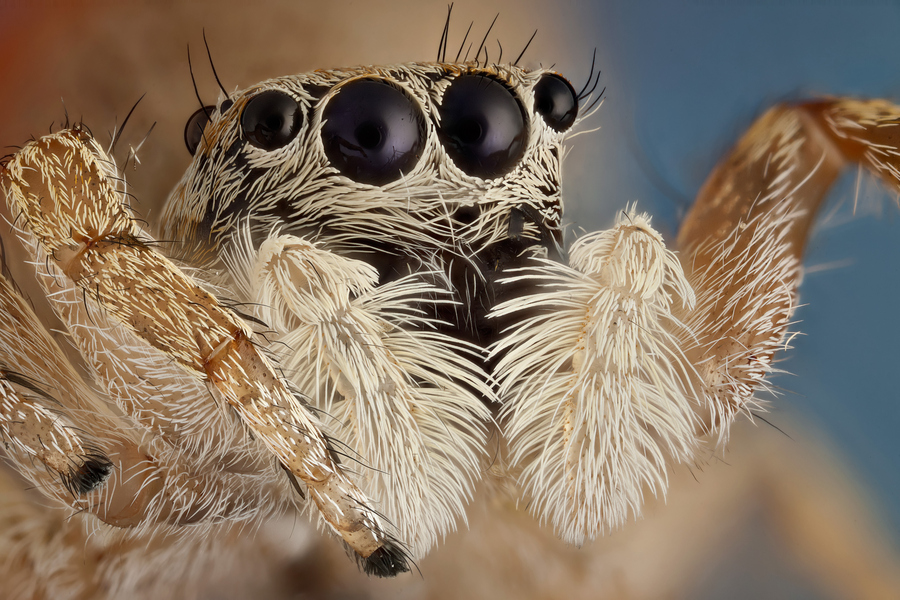 Focus Stacking Nedir? 1 Focus Stacking