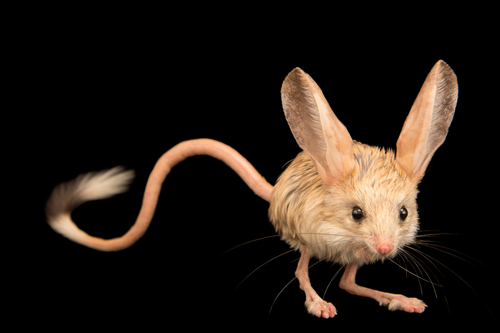 National Geographic fotoğrafçısı: Joel Sartore 11 Joel Sartore photo ark long eared jerboa Moscow Zoo
