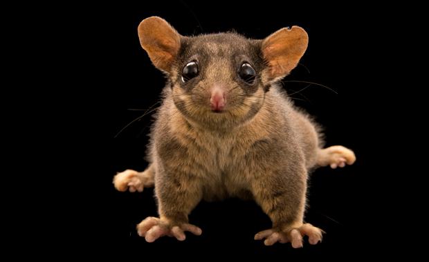 National Geographic fotoğrafçısı: Joel Sartore 12 LBP JoelSartore PhotoArk news web620