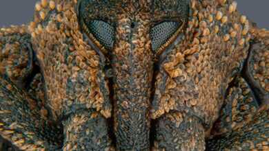 Mango seed weevil head front