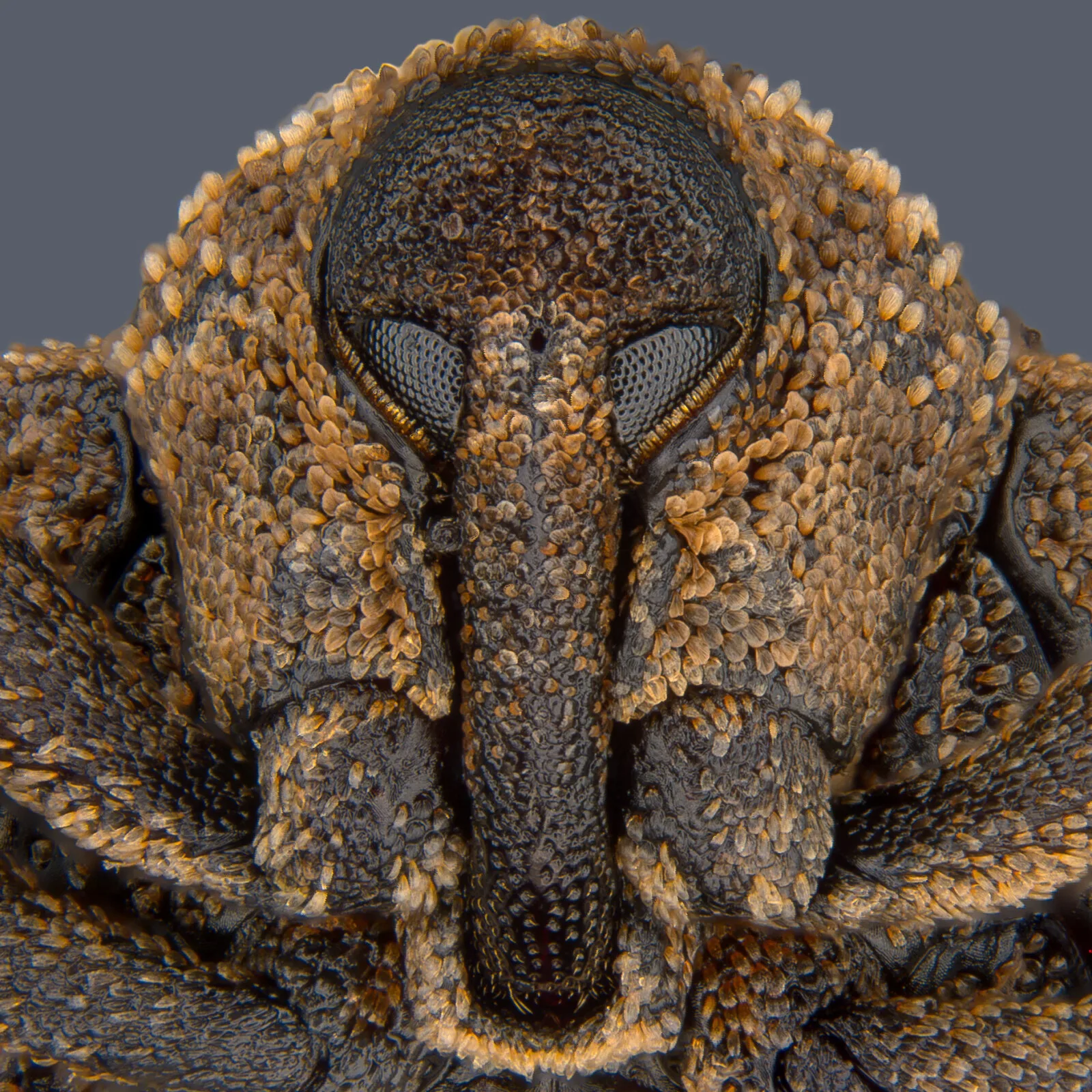 Mango seed weevil head front jpg