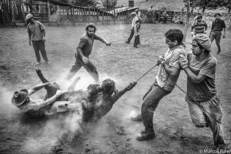 Arjantin'den sığır dağlama fotoğrafları 1 Yerra Los Potreros 8