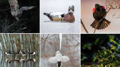 Audubon Photography Awards 2018 55 apa grid 0