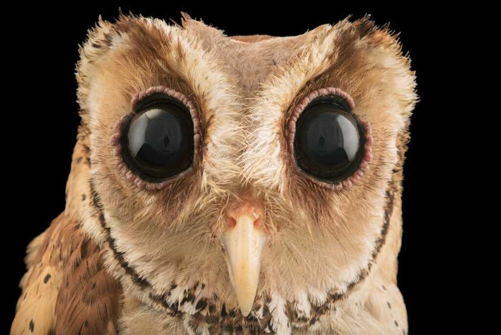 National Geographic fotoğrafçısı: Joel Sartore 8 birds photo ark joel sartore 12