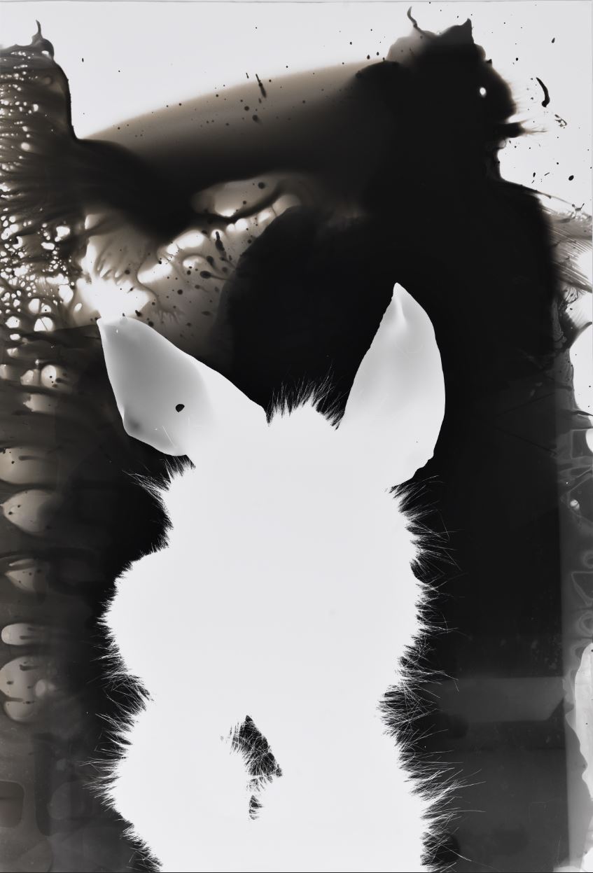 İlgen Arzık / Gerçek Bir Hikaye 2 d0 yu 2018 fotogram photogram 43 x 63 cm3