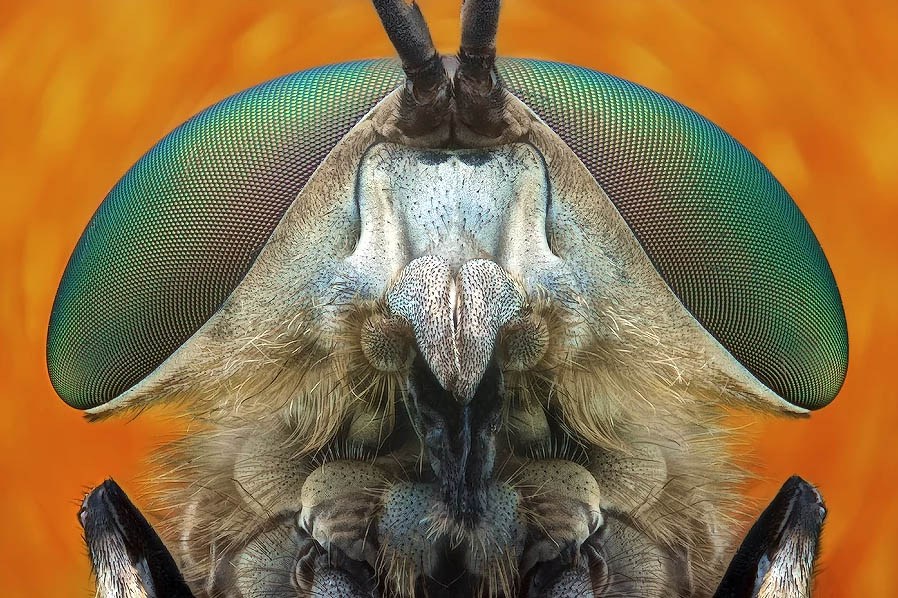 Focus Stacking Nedir? 3 focus stacking donald jusa