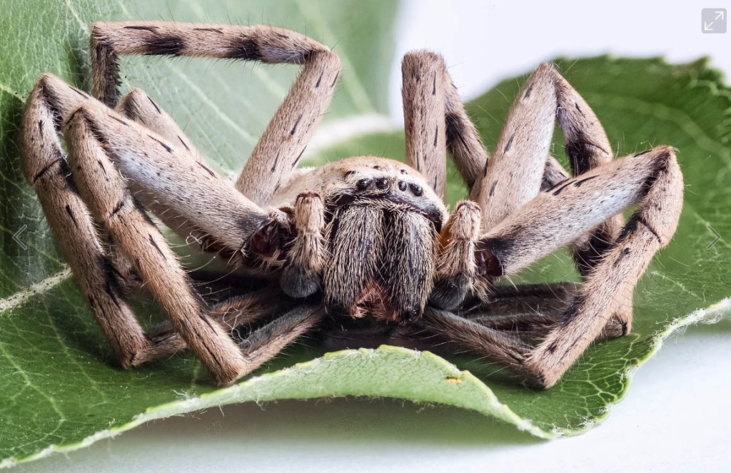 focus stacking spider Benjamin Spencer