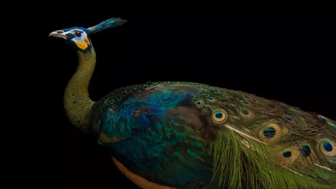 National Geographic fotoğrafçısı: Joel Sartore