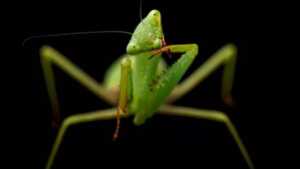 nesli tukenmekte olan hayvanlari fotograflayan national geographic fotografcisi joel sartore video4