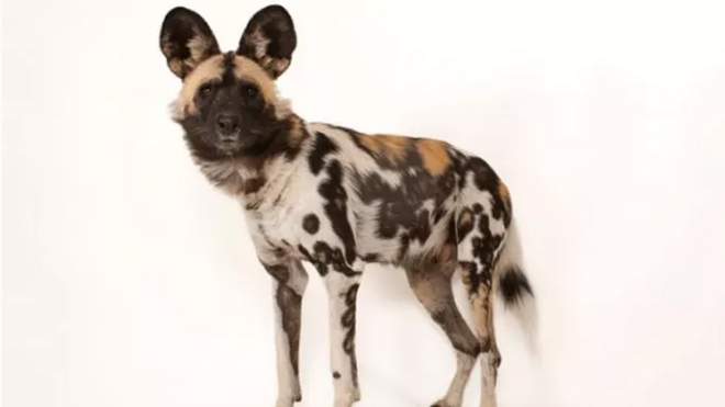 National Geographic fotoğrafçısı: Joel Sartore 5 nesli tukenmekte olan hayvanlari fotograflayan national geographic fotografcisi joel sartore video5