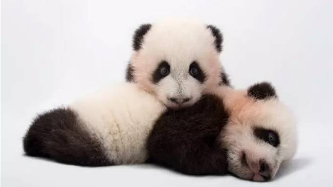 National Geographic fotoğrafçısı: Joel Sartore 6 nesli tukenmekte olan hayvanlari fotograflayan national geographic fotografcisi joel sartore video6