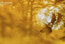 The Golden Turtle 2018 3 1036021547