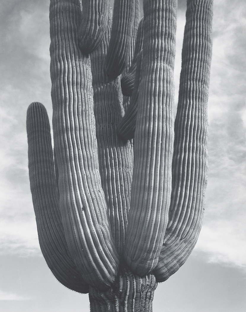 Fotoğraf çekmezsin, yaparsın : Ansel Adams 4 84092139