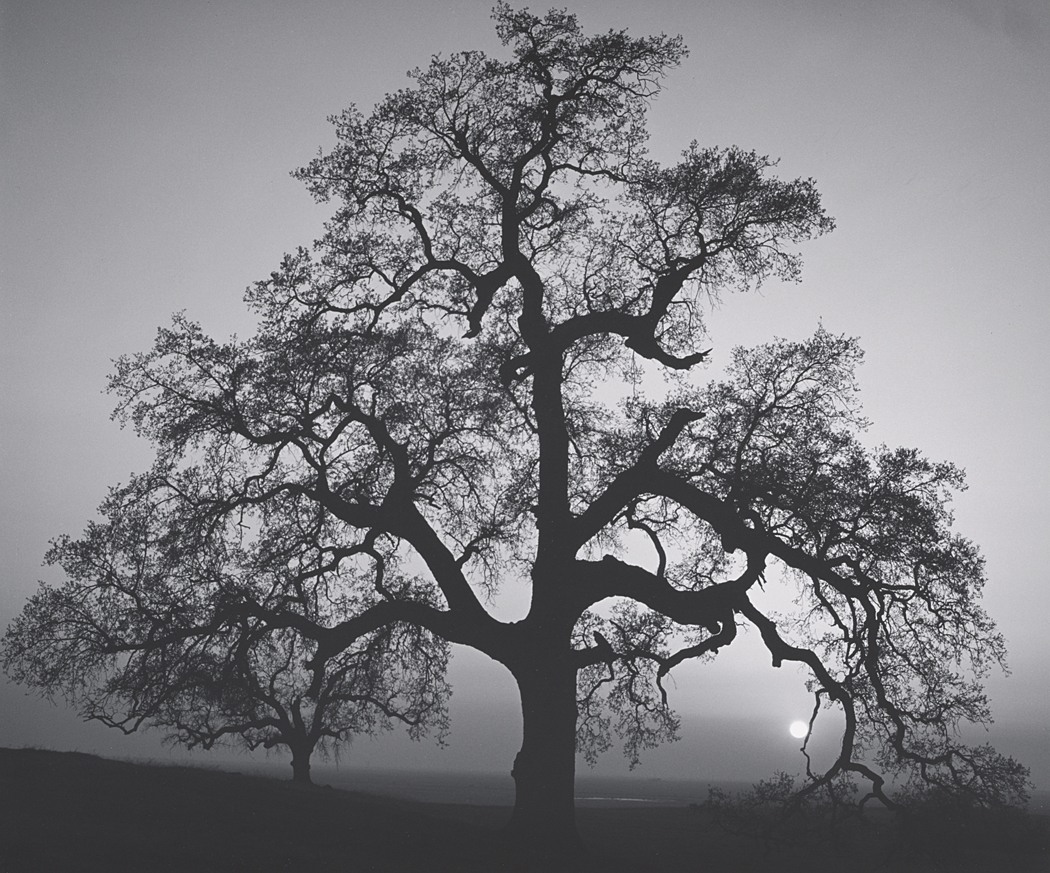 Fotoğraf çekmezsin, yaparsın : Ansel Adams 6 84093045 pp 0