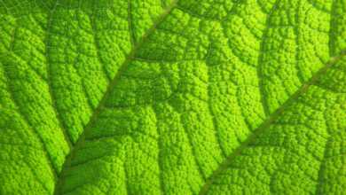 t7xvStcU82CRjvdURaL9Ti 970 80