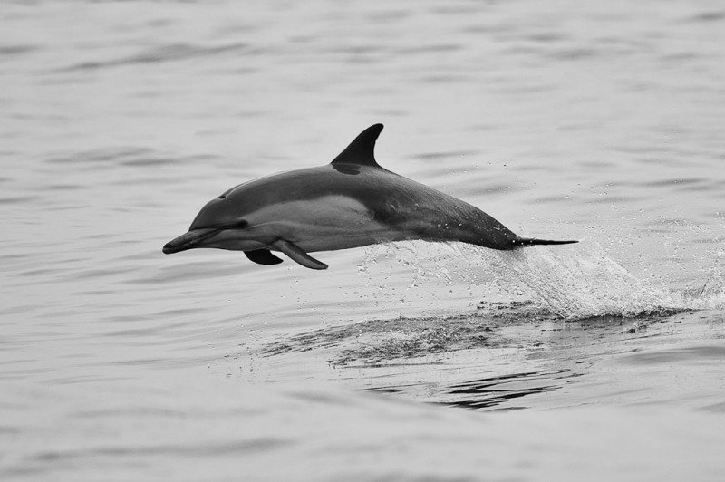 20090624 Dolphin