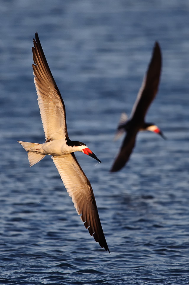 Black Skimmers