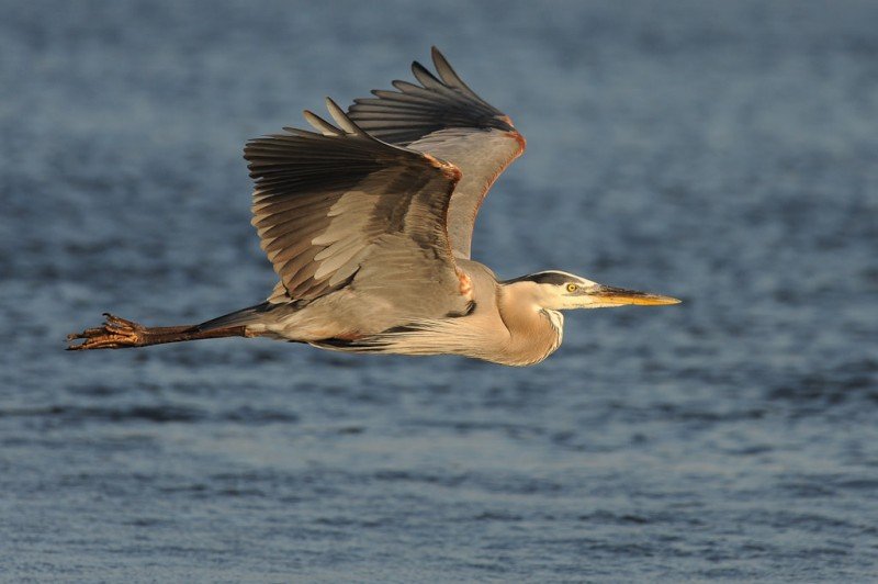Telekonvertör Nedir, Nasıl Kullanılır? 3 Blue Heron in Flight