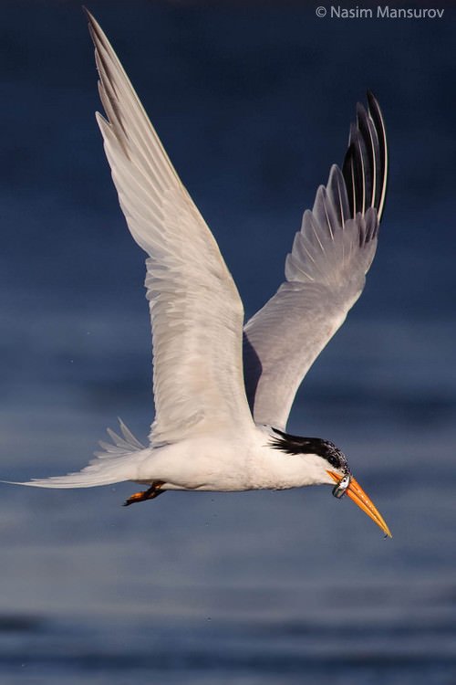 Telekonvertör Nedir, Nasıl Kullanılır? 2 Caspian Tern with a Fish