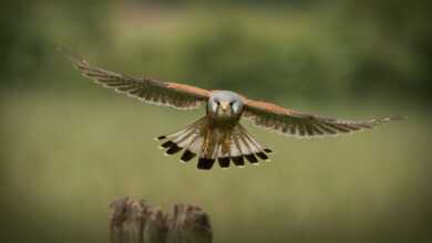 Telekonvertör Nedir, Nasıl Kullanılır? 9 Depositphotos 21609057 m 2015