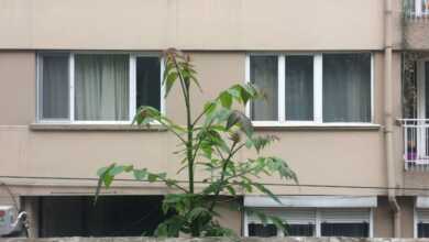 Eser Künyesi Ezgi Tok Unstable Movement of A Trees Leaf Video 2018