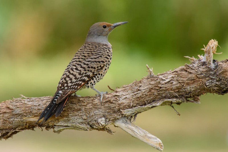 Telekonvertör Nedir, Nasıl Kullanılır? 11 Nikon 300mm f4E FL VR Sample Images 8 960x641