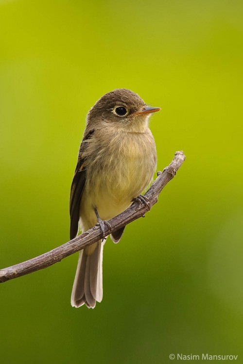 Telekonvertör Nedir, Nasıl Kullanılır? 9 Pacific slope Flycatcher