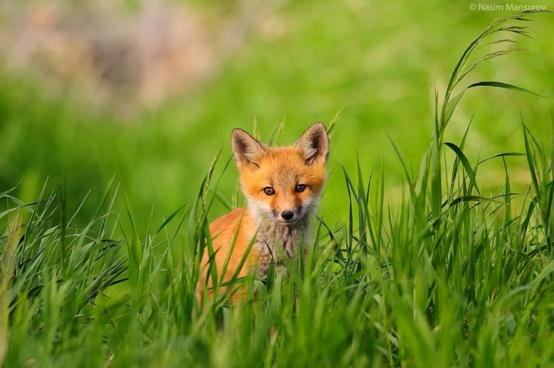 Telekonvertör Nedir, Nasıl Kullanılır? 6 Red Fox Kit