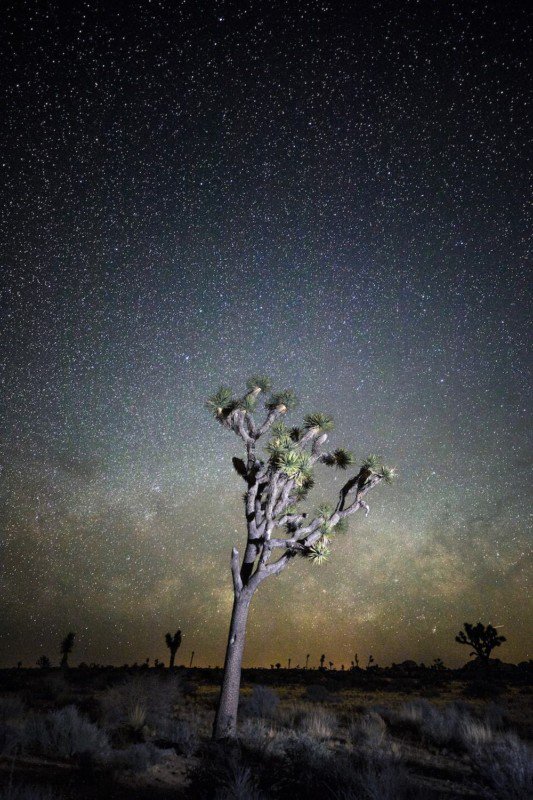 Astrofotoğrafçılık: Yıldızlar Nasıl Fotoğraflanır 4 joshua tree national park 1