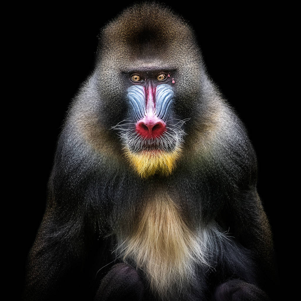 Chromatic Awards 2018 62 1531256053vjhxsstephane chery portrait mandrill cscl0948