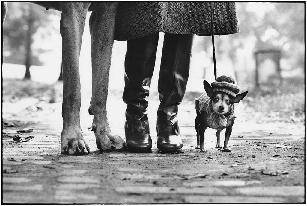 Analog Kamera Dogs New York USA. 1974. Elliott Erwitt