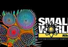 Nikon Small World Contest
