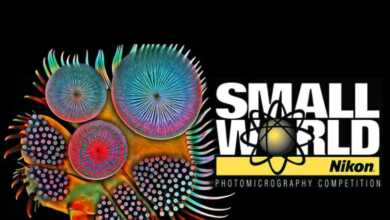 Nikon Small World Contest