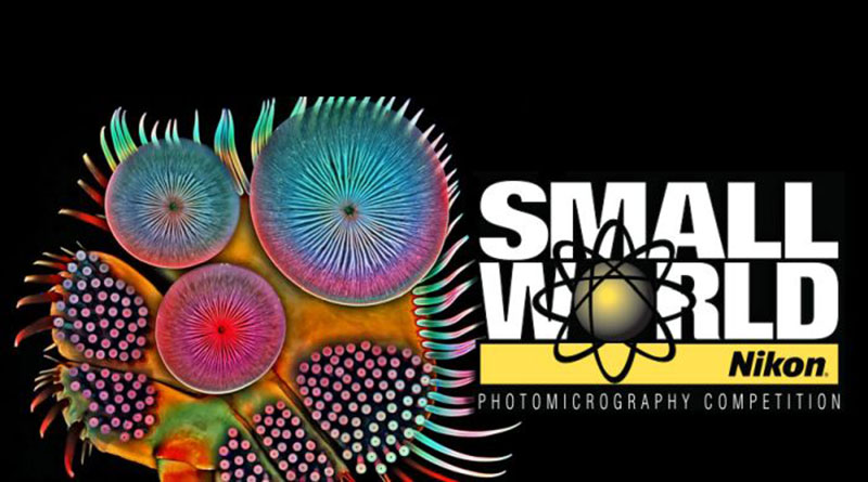 Nikon Small World Contest