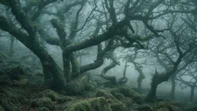 Wistman Wood 1 696x462