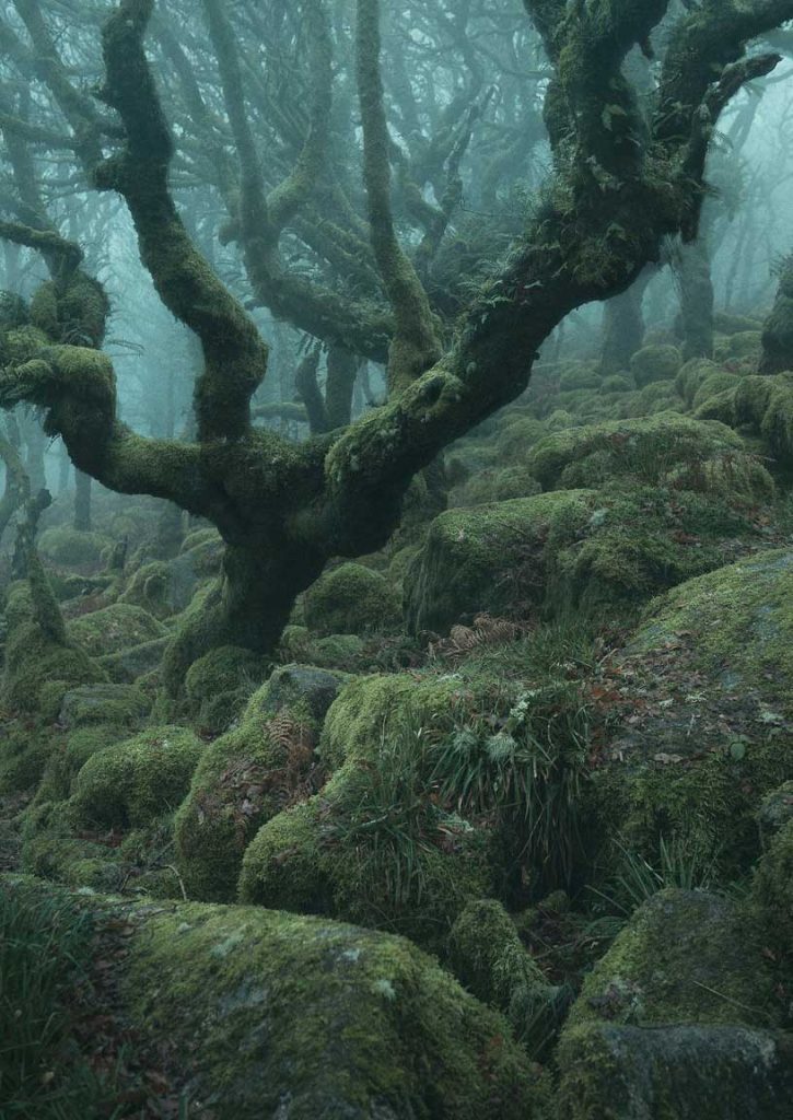 Neil Burnell : Sisli bir Gecede Yosunlu Ağaçlar 3 Wistman Wood 3 725x1024