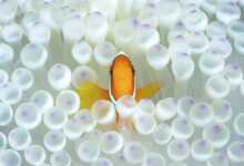 Okyanus Sanatı Sualtı Fotoğraf Yarışması 2018 25 1037434345