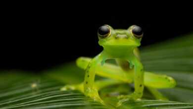 2018 Panasonic Fotoğraf Yarışması'nda ödüle layık görülen fotoğraflar 6 1037463648