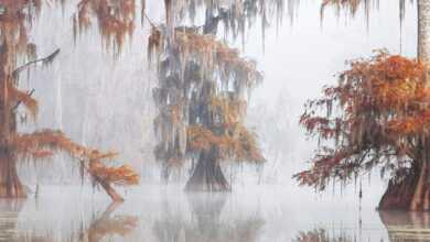 Uluslararası Bahçe Fotoğraf Yarışması 2018 1 IGPOTY header