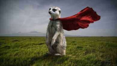 Thomas Subtil Hakuna Matata head