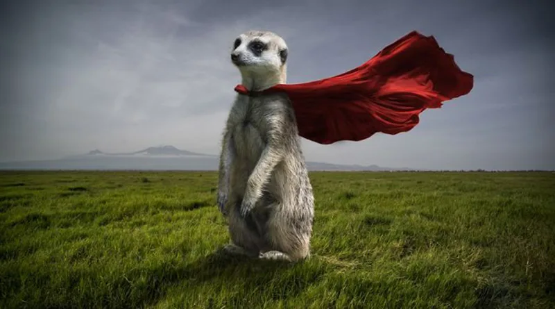 Thomas Subtil: Hakuna Matata 1 Thomas Subtil Hakuna Matata head jpg