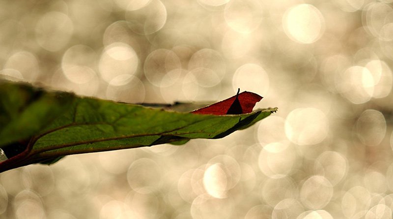 bokeh header 2