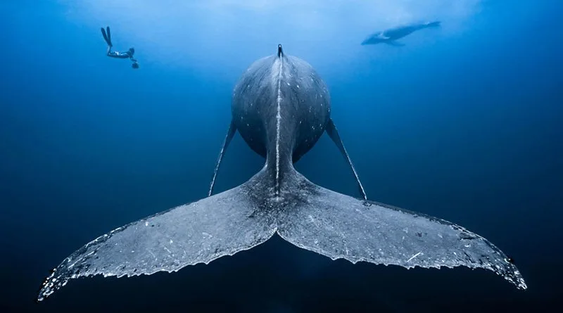 Sualtı Fotoğrafçılığı Yarışması 2019 1 uwpoy header jpg